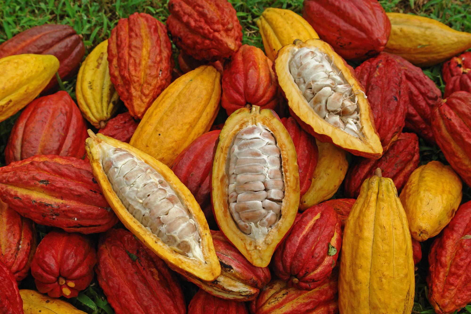 Dal Cacao Al Cioccolato Caffarel